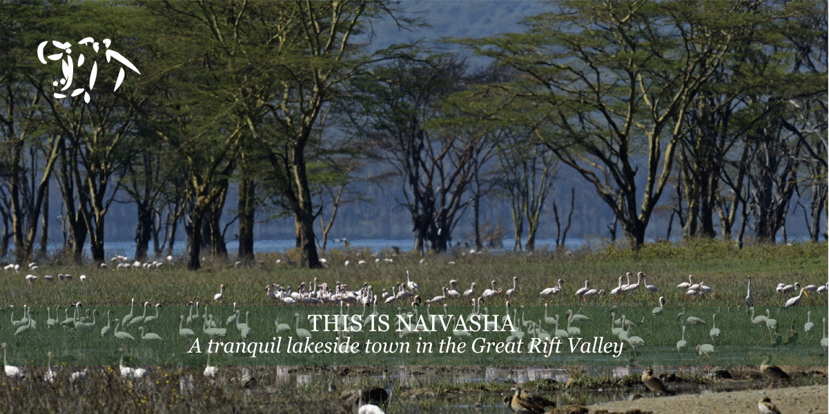 lake naivasha image